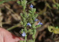 Salvia occidentalis