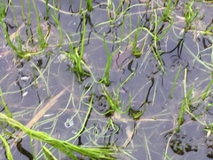 Pilularia globulifera