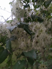 Clematis