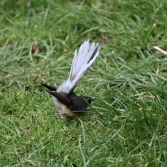 Rhipidura fuliginosa placabilis