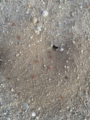 Pogonomyrmex californicus