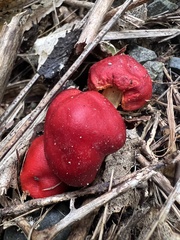 Leratiomyces erythrocephalus