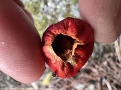Leratiomyces erythrocephalus