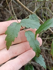 Rubus schmidelioides