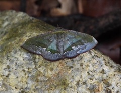 Fascellina meligerys