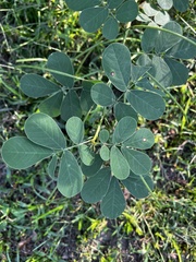 Senna obtusifolia