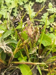 Panicum miliaceum ruderale