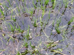 Pilularia globulifera