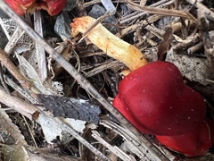 Leratiomyces erythrocephalus