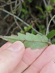 Rubus schmidelioides