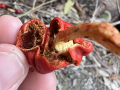 Leratiomyces erythrocephalus