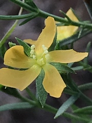 Hypericum drummondii