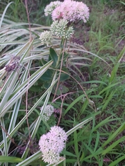 Hylotelephium maximum × spectabile