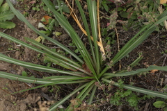 Tragopogon orientalis