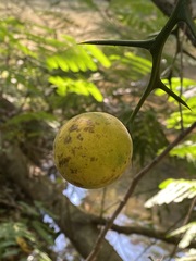 Citrus trifoliata