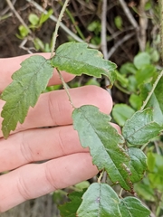 Rubus schmidelioides