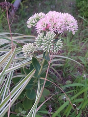 Hylotelephium maximum × spectabile