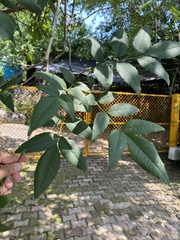 Melioides