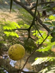 Citrus trifoliata