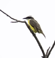 Megarynchus pitangua