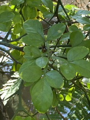 Citrus trifoliata
