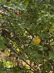 Citrus trifoliata