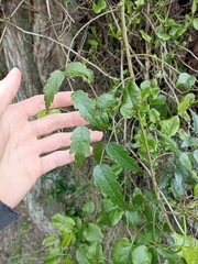 Rubus schmidelioides