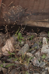 Panicum miliaceum ruderale