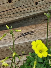 Cryptoblepharus pannosus