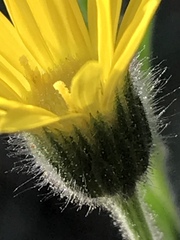 Bradburia pilosa