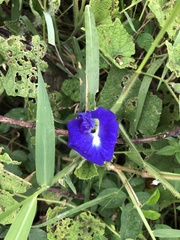 Clitoria ternatea
