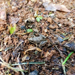 Leptodactylus melanonotus