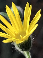 Bradburia pilosa