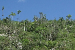 Gaussia princeps