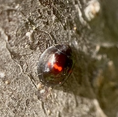 Chilocorus bipustulatus
