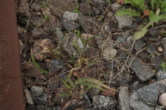 Panicum miliaceum ruderale