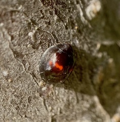 Chilocorus bipustulatus