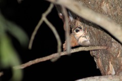 Balsas Gray Mouse Opossum photo 2