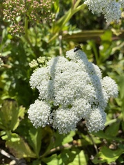 Kitagawia terebinthacea