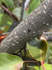 Chilocorus bipustulatus