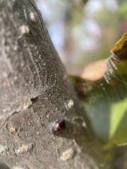 Chilocorus bipustulatus