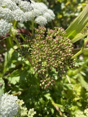 Kitagawia terebinthacea