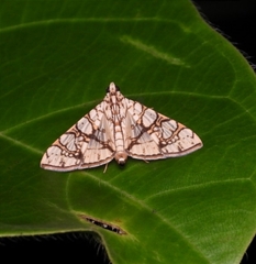 Glyphodes caesalis