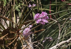 Broughtonia lindenii