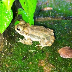 Incilius mazatlanensis