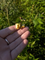 Senna occidentalis