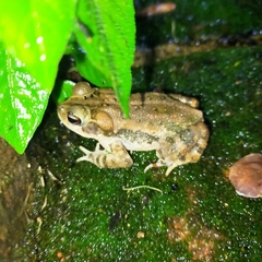 Incilius mazatlanensis
