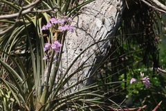 Broughtonia lindenii