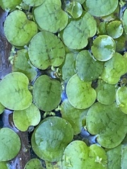 Limnobium laevigatum