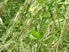 Vigna luteola